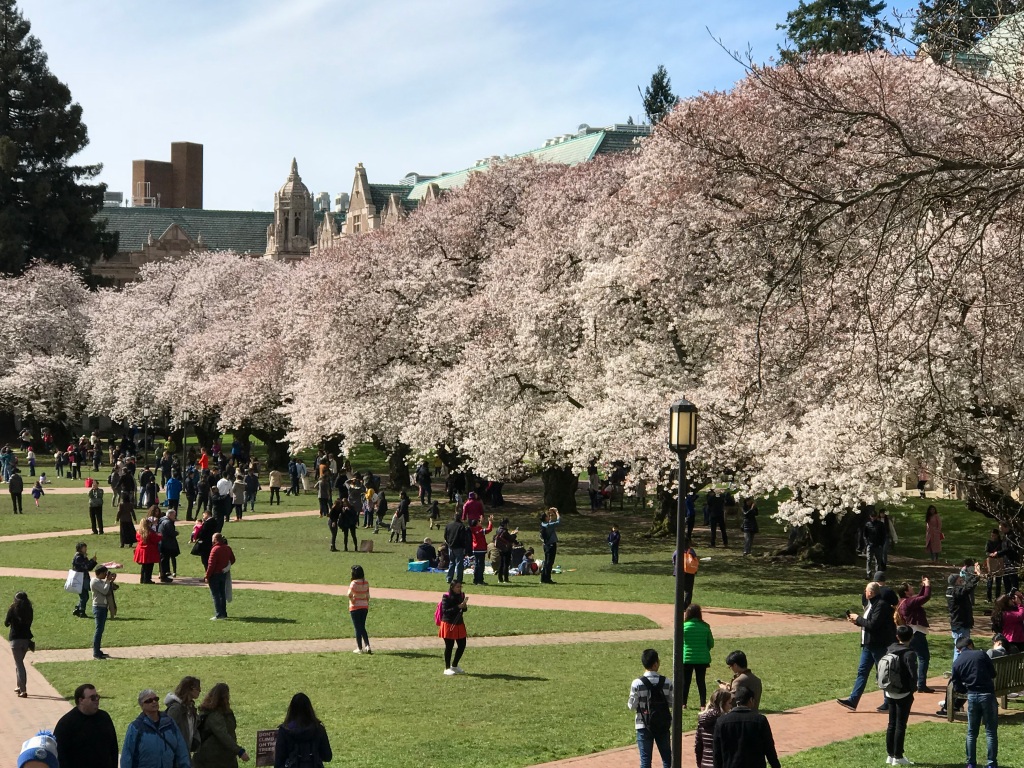 Cherry tress blossoming in the main quad at the University of Washington in Seattle