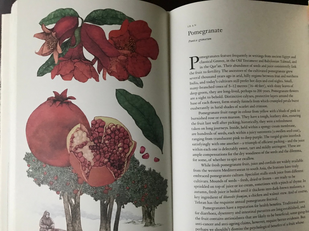 Illustration of the pomegranate tree by Lucille Clerc