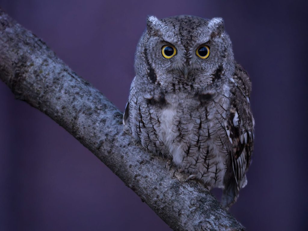 Photo of an Eastern Screech Owl perched on a tree branch in Michigan.